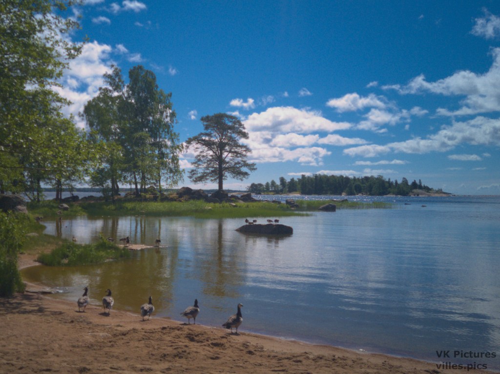 Birds at the bay of Mansikkalahti