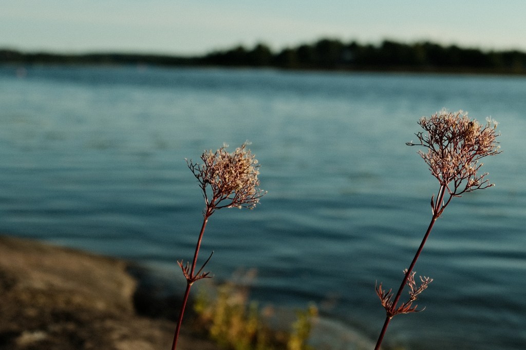 Pictures From the Week – Reflections and&nbsp;Flowers