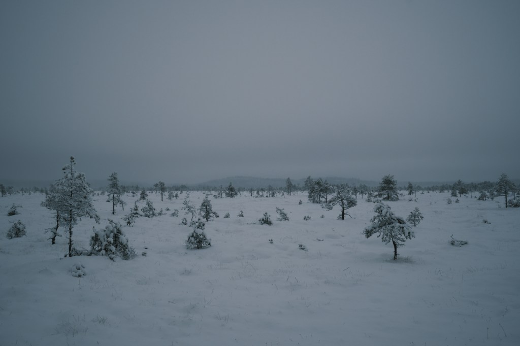 Winter Swampland, Torronsuo