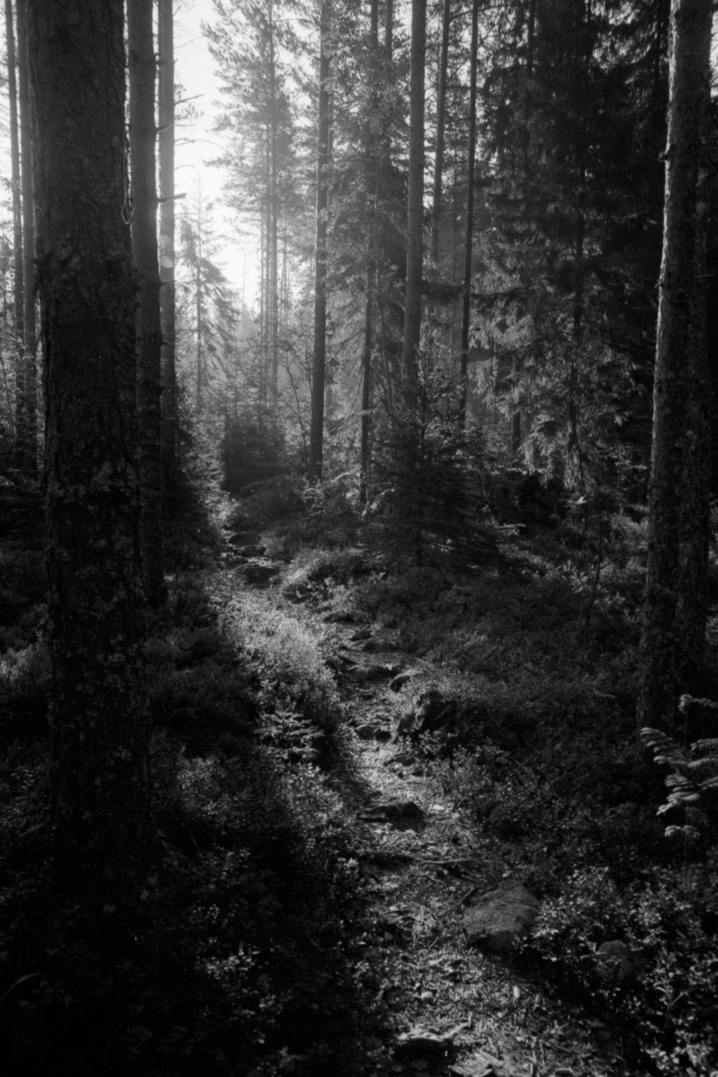 Morning Trip to Lake Joutsijärvi