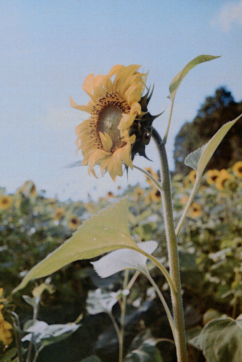 Along a River on Damaged&nbsp;Film