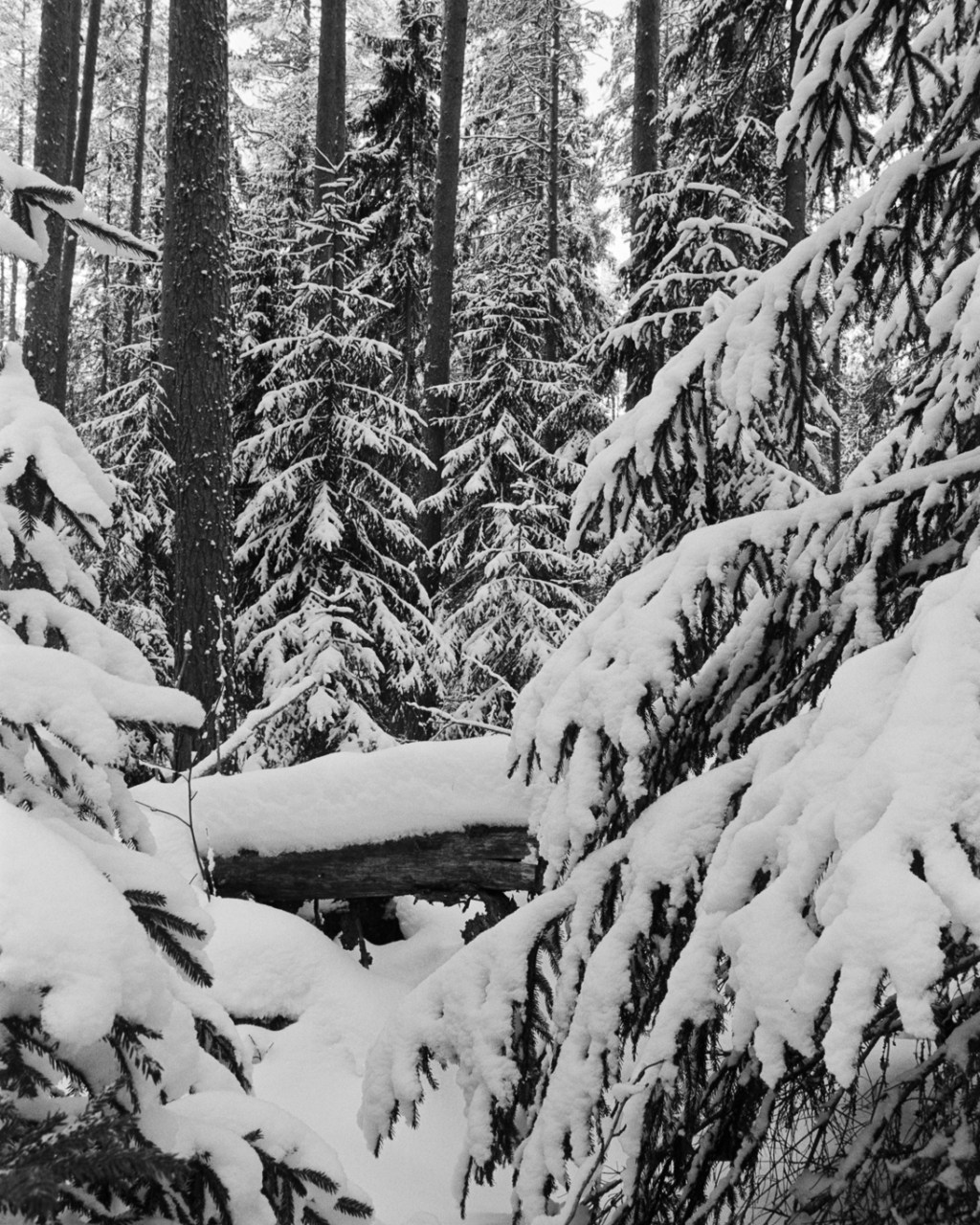Forest in Winter at&nbsp;Neulamäki