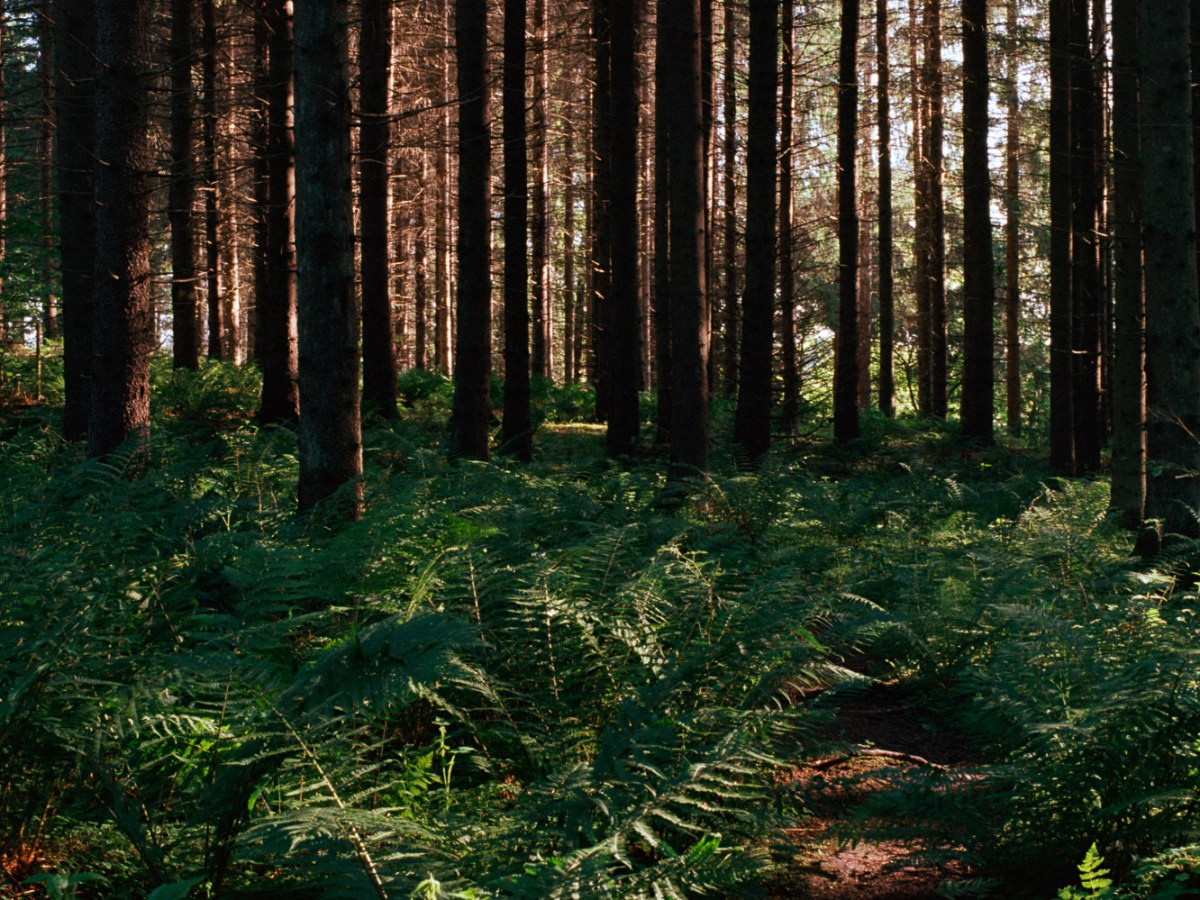 Trail Through the Forests of&nbsp;Fiskari